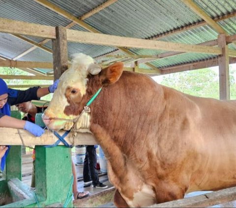 Mengenal Turbo, Sapi Milik Prajurit TNI yang Dipilih Jokowi untuk Kurban