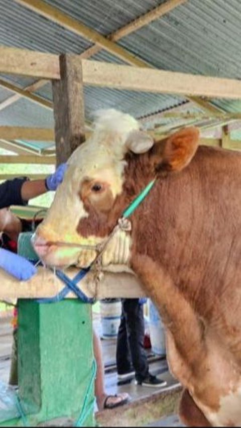 Viral, Sapi Kurban Kabur Masuk Jalan Tol Jagorawi Bikin Mobil Tersendat