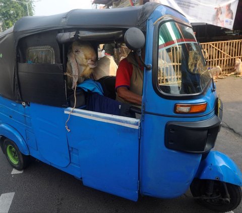 Kendaraan bajaj mengangkut kambing kurban yang sudah dibeli untuk diantarkan ke konsumen di kawasan Tanah Abang, Jakarta Pusat, Minggu (16/06/2024). Foto: merdeka.com / Arie Basuki<br>