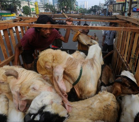 FOTO: Gaya Pembeli Serbu Hewan Kurban Sehari Jelang Iduladha, Mulai dari Kambing Naik Motor sampai Naik Bajaj