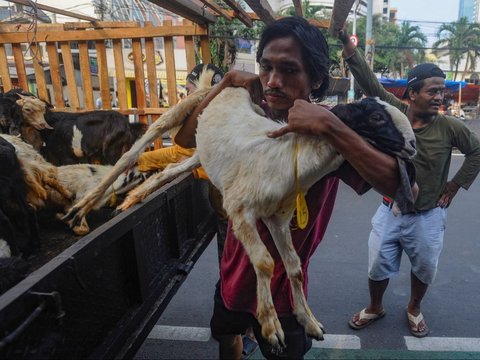 FOTO: Gaya Pembeli Serbu Hewan Kurban Sehari Jelang Iduladha, Mulai dari Kambing Naik Motor sampai Naik Bajaj