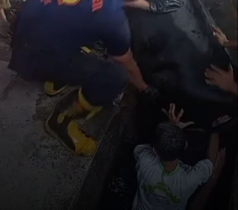 Half-Ton Cow for Tomorrow's Sacrifice Falls into Sewer, Semarang Firefighters Evacuate Using a Pulley