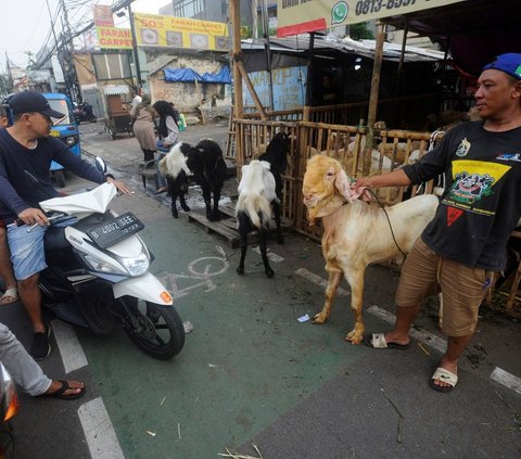 FOTO: Gaya Pembeli Serbu Hewan Kurban Sehari Jelang Iduladha, Mulai dari Kambing Naik Motor sampai Naik Bajaj