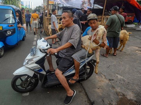 FOTO: Gaya Pembeli Serbu Hewan Kurban Sehari Jelang Iduladha, Mulai dari Kambing Naik Motor sampai Naik Bajaj