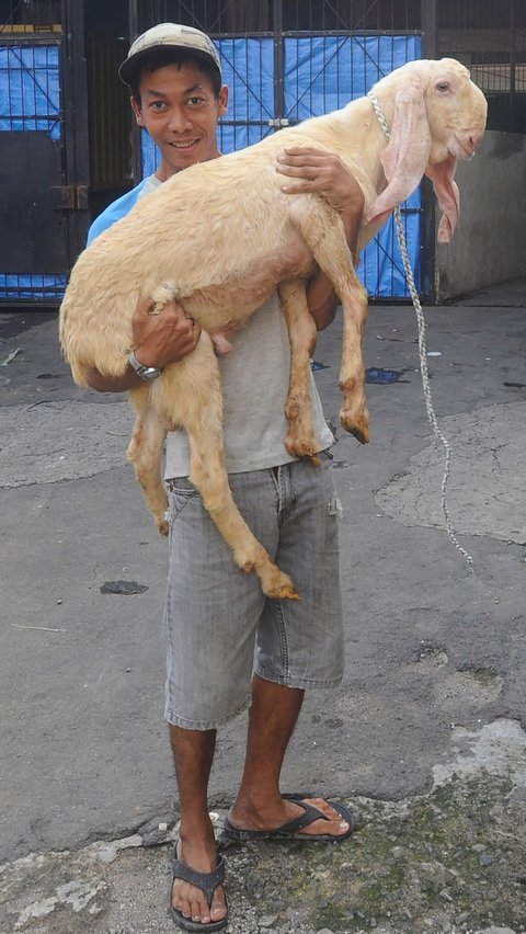 Penampakan unik itu terlihat ketika para konsumen selesai melakukan transaksi membeli kambing pilihannya. Foto: merdeka.com / Arie Basuki