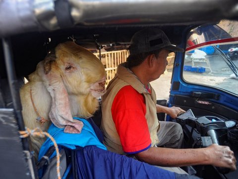 FOTO: Gaya Pembeli Serbu Hewan Kurban Sehari Jelang Iduladha, Mulai dari Kambing Naik Motor sampai Naik Bajaj