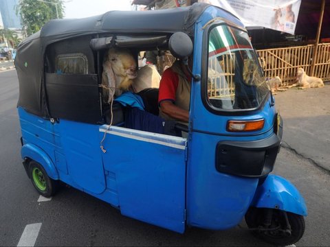 FOTO: Gaya Pembeli Serbu Hewan Kurban Sehari Jelang Iduladha, Mulai dari Kambing Naik Motor sampai Naik Bajaj