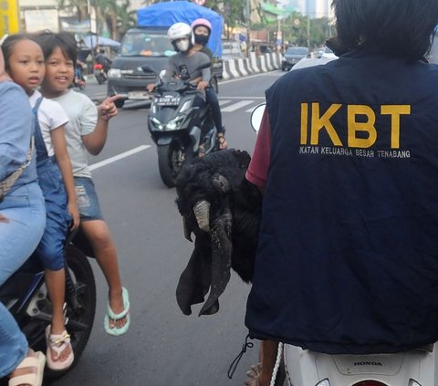 Kendaraan bajaj mengangkut kambing kurban yang dibeli untuk diantarkan ke konsumen di kawasan Tanah Abang, Jakarta Pusat, Minggu (16/06/2024). Penjualan hewan kurban di kawasan Pasar Tanang meningkat dibandingkan tahun lalu sebesar 100 persen dimana pse hari menjelang Idul Adha pedagang mampu menjual sekitar 230 kambing dengan harga antara Rp 3,5 hingga Rp 10 juta.