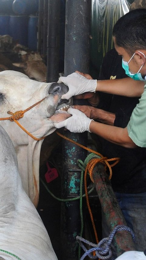 Kemenag Gandeng LDII Jakarta Latih Ratusan Juleha untuk Penyembelihan Hewan Kurban