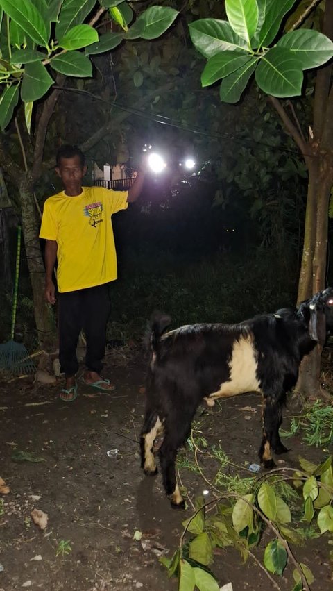 Kisah Wahidun, Buruh Bangunan Nabung Rp55 Ribu Setiap Pekan untuk Berkurban Sapi