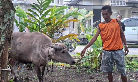 Kisah Wahidun, Buruh Bangunan Nabung Rp55 Ribu Setiap Pekan untuk Berkurban Sapi