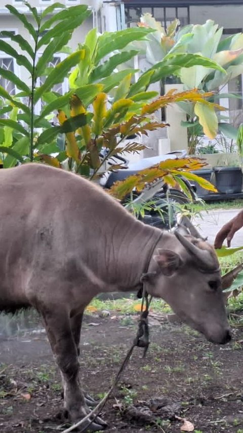 Kisah Wahidun, Buruh Bangunan Nabung Rp55 Ribu Setiap Pekan untuk Berkurban Sapi