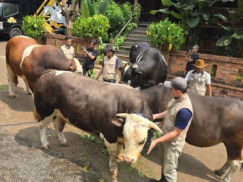 Penampakan 7 Sapi Jumbo Irfan Hakim di Momen Idul Adha Tahun ini, Sapi Paling Besar Bobotnya Bikin Melongo