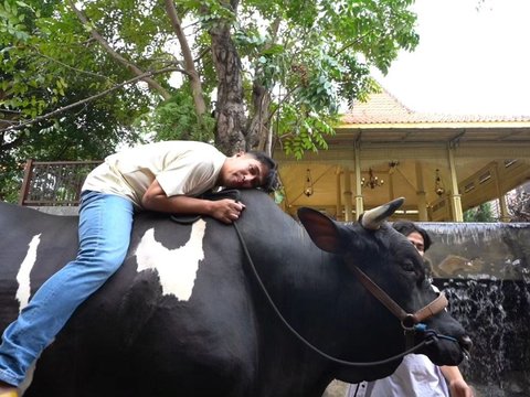 Penampakan 7 Sapi Jumbo Irfan Hakim di Momen Idul Adha Tahun ini, Sapi Paling Besar Bobotnya Bikin Melongo