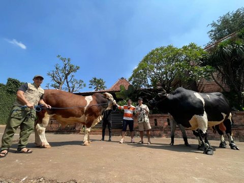 Penampakan 7 Sapi Jumbo Irfan Hakim di Momen Idul Adha Tahun ini, Sapi Paling Besar Bobotnya Bikin Melongo