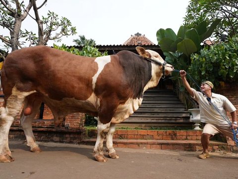 Penampakan 7 Sapi Jumbo Irfan Hakim di Momen Idul Adha Tahun ini, Sapi Paling Besar Bobotnya Bikin Melongo