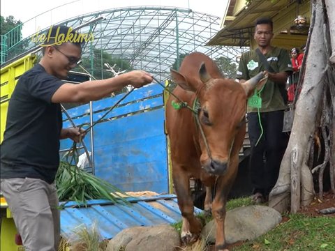 Penampakan 7 Sapi Jumbo Irfan Hakim di Momen Idul Adha Tahun ini, Sapi Paling Besar Bobotnya Bikin Melongo