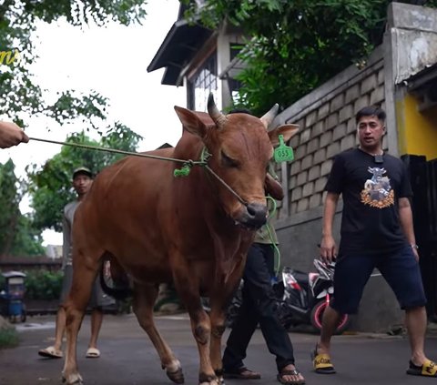 Penampakan 7 Sapi Jumbo Irfan Hakim di Momen Idul Adha Tahun ini, Sapi Paling Besar Bobotnya Bikin Melongo