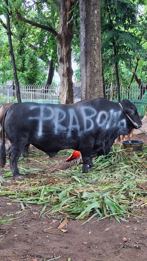 Prabowo Potong 38 Sapi Kurban di Hambalang