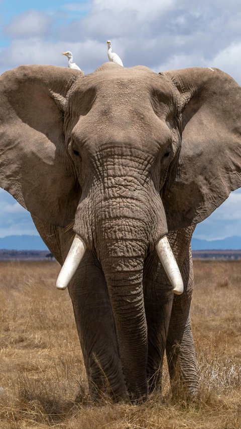 Ilmuwan ungkap Sesama Gajah Ternyata Punya Nama Masing-masing