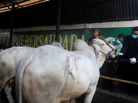 Iduladha 2024, PNM Optimalkan Penyaluran Hewan Kurban di Daerah Tertinggal