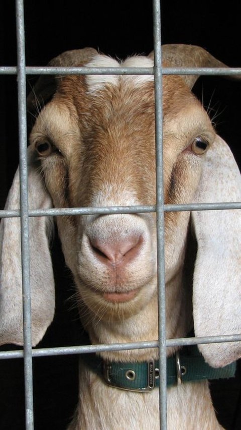 Cara Menghilangkan Bau Daging Kambing agar Tidak Prengus, Begini Langkahnya Pakai Bahan-bahan yang Alami<br>