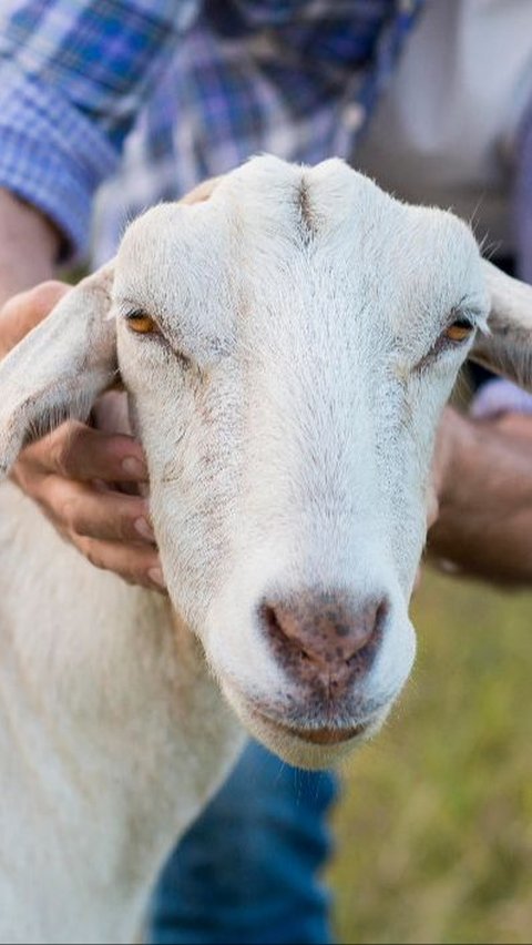 Ahli Gizi Ungkap Bahwa Daging Kambing Bisa Langsung Sebabkan Hipertensi Hanya Mitos