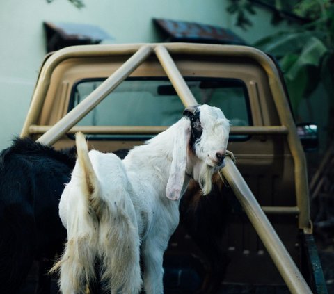 Ahli Gizi Ungkap Bahwa Daging Kambing Bisa Langsung Sebabkan Hipertensi Hanya Mitos