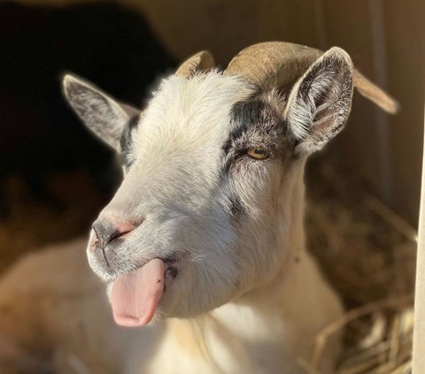 Ahli Gizi Ungkap Bahwa Daging Kambing Bisa Langsung Sebabkan Hipertensi Hanya Mitos