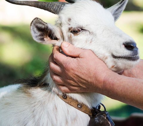 Ahli Gizi Ungkap Bahwa Daging Kambing Bisa Langsung Sebabkan Hipertensi Hanya Mitos