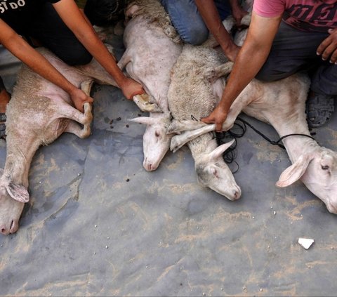 Untuk diketahui, Iduladha, yang juga dikenal sebagai Hari Raya Kurban, merupakan salah satu hari besar dalam kalender Islam. Foto: BASHAR TALEB / AFP<br>