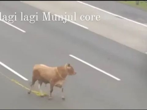 Sapi Kurban Lepas di Ruas Tol Jagorawi