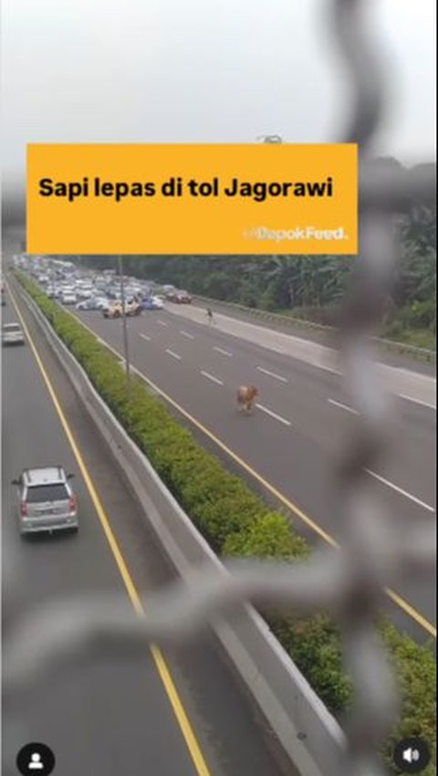 Moment of Cow Escaping in the Middle of Jagorawi Toll Road, Causing Traffic Jam