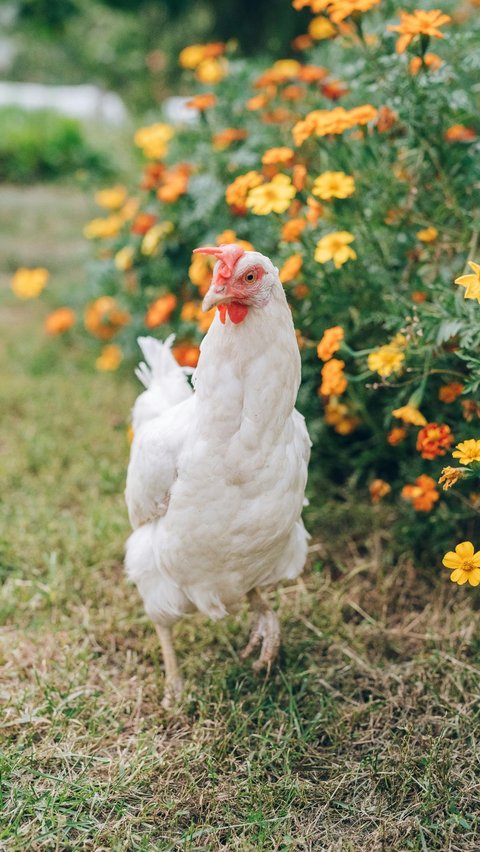 Chicken: Cannibalism to Obtain Calcium