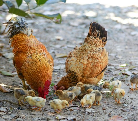 7 Animals that Have the Habit of Eating Their Own Offspring, Apparently the Reasons Vary