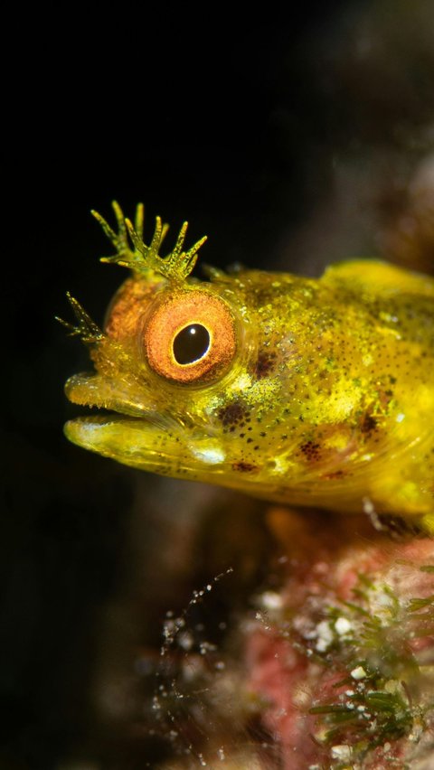 Fish Blenny: Cannibalism Due to Boredom and Impatience