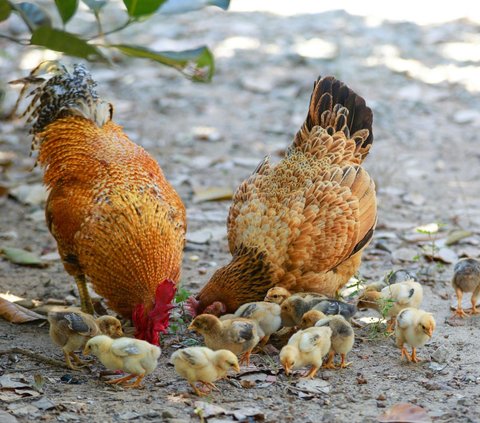 7 Hewan yang Memakan Anaknya Sendiri, Ternyata Ini Alasannya