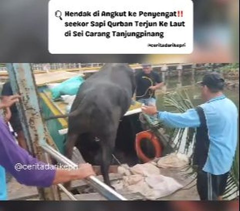 Want to be transported by boat, cows in Tanjungpinang instead jumped into the sea