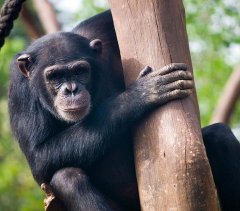 7 Hewan yang Memakan Anaknya Sendiri, Ternyata Ini Alasannya