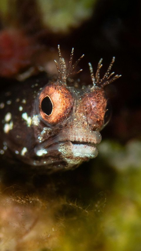 <b>Ikan Blenny</b>