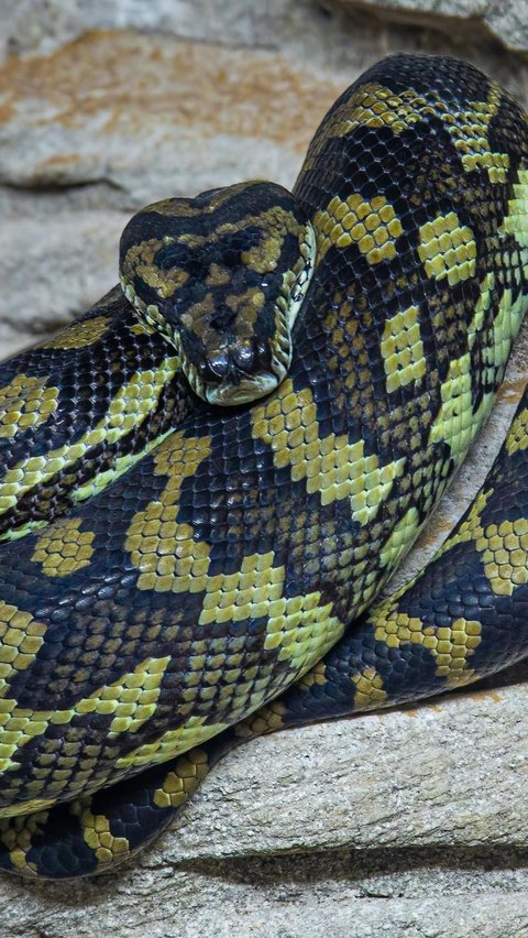 Python Snake: Sleeps for 18 Hours