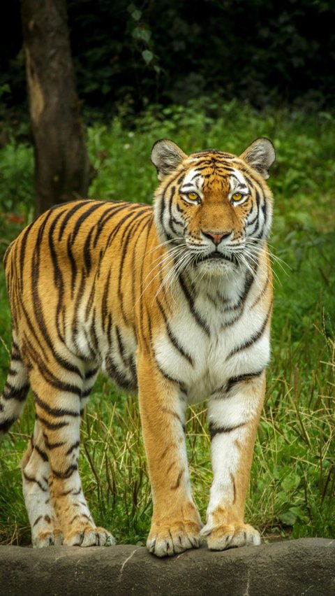 <b>Harimau Tidur Selama 16 Jam</b><br>