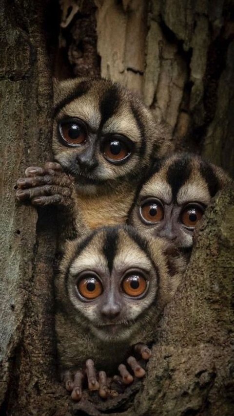 Hewan yang memiliki hobi tidur, bahkan hingga belasan jam.