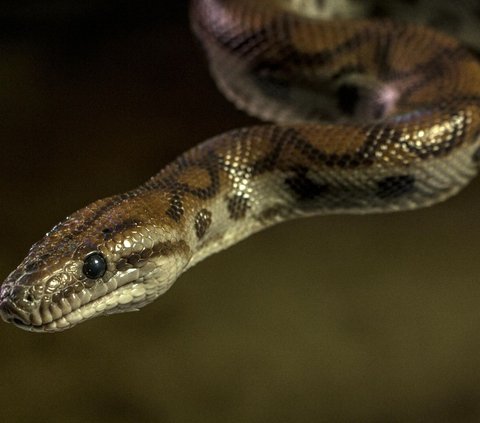 Hewan yang memiliki hobi tidur hingga belasan jam.