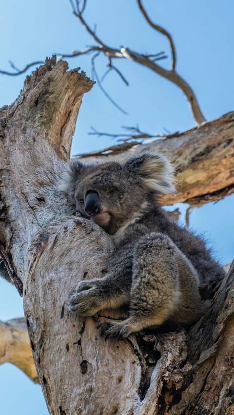 <b>Koala Tidur Selama 18-22 Jam Sehari</b><br>