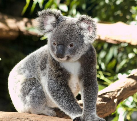 Hewan yang memiliki hobi tidur hingga belasan jam.