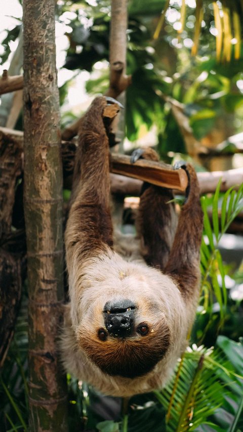 Hewan yang memiliki hobi tidur, bahkan hingga belasan jam.