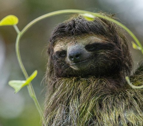 Hewan yang memiliki hobi tidur hingga belasan jam.