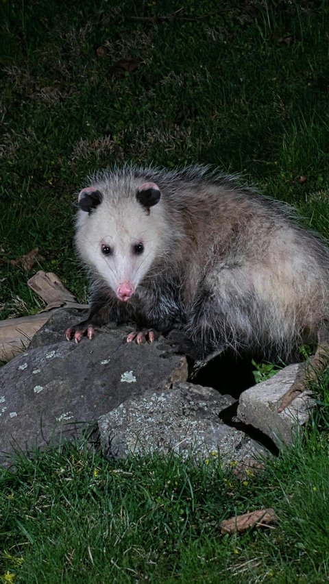 <b>Opossum Tidur Hingga 18 Jam Sehari</b><br>