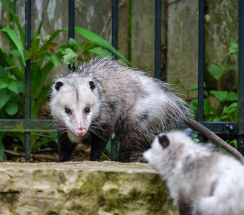 Hewan yang memiliki hobi tidur hingga belasan jam.